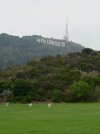 hollywood hill and sign from dog park