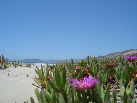 pismo beach flowers and hills