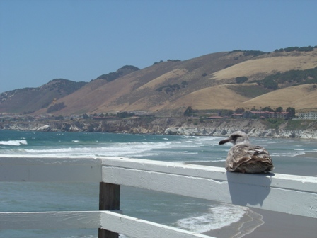 bird on pismo beach pier, mountains and pacific ocean