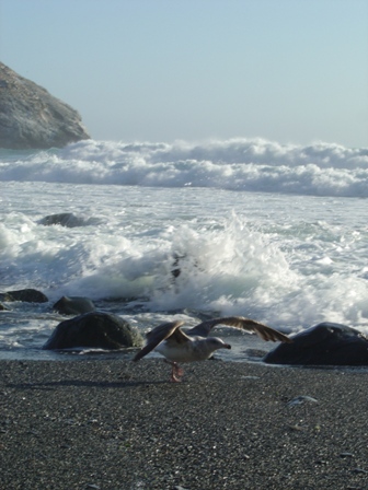 seagull on the pacific beach