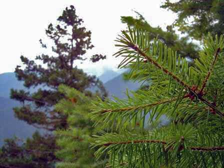 Pine Trees on Hurricane Hill