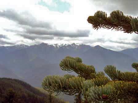 Mount Olympus from Hurricane Hill Nature Trail