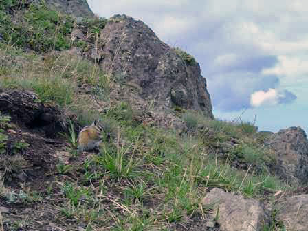 Chipmunks, Olympic National Park