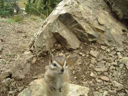 Chipmunks, Olympic National Park