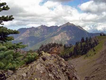 Chipmunks, Olympic National Park