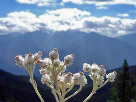 Hurricane Ridge, Olympic National Park