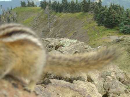 Chipmunks, Olympic National Park