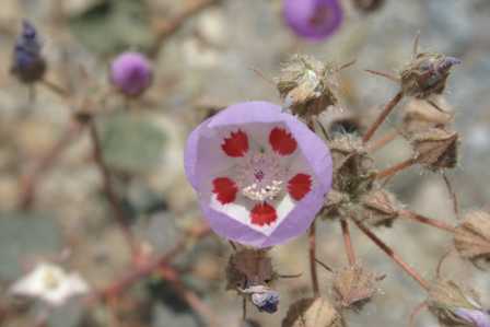 Wildflowers, Keane Wonder Mine, Death Valley National Park