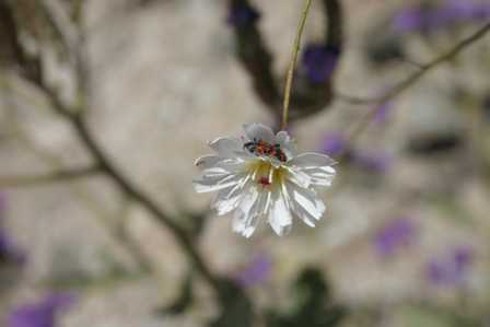 Wildflowers, Keane Wonder Mine, Death Valley National Park