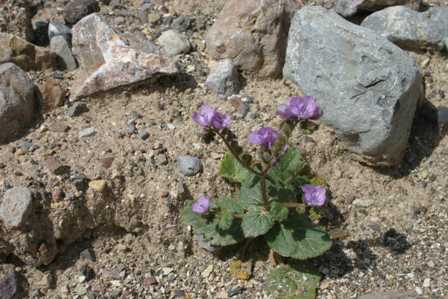 Wildflowers, Keane Wonder Mine, Death Valley National Park