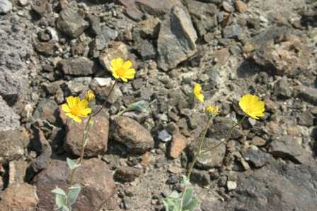 Death Valley National Park - Natural Bridge Trail - Wildflowers