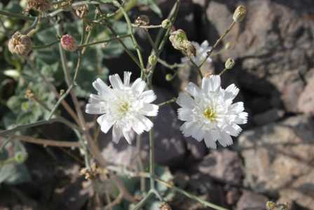 Death Valley National Park - Natural Bridge Trail - Wildflowers