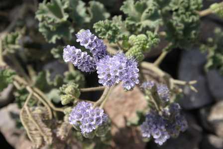 Death Valley National Park - Natural Bridge Trail - Wildflowers