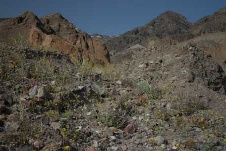 Death Valley National Park - Natural Bridge Trail - Wildflowers