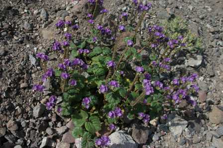 Death Valley National Park - Natural Bridge Trail - Wildflowers