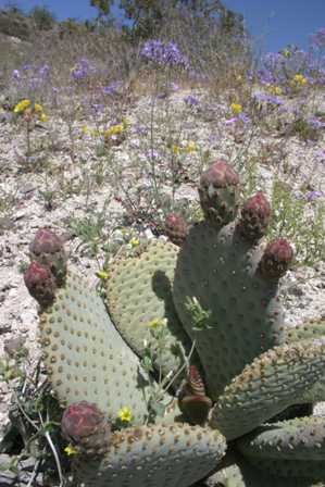 Cactus and Flowers, Scotty's Castle, Death Valley National Park