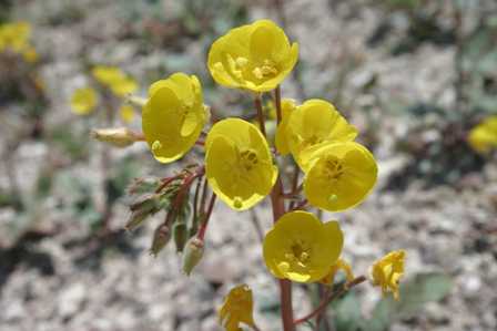 Death Valley Wildflowers