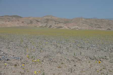 Wildflowers at Stovepipe Wells, Death Valley