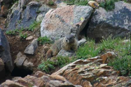 marmots, san juan mountains, colorado