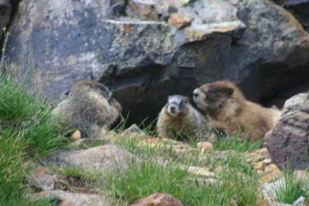 marmots