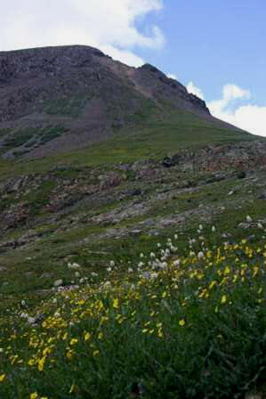 wildflowers and mountains, san juan range, colorado