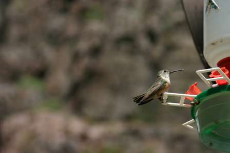 hummingbird royal gorge