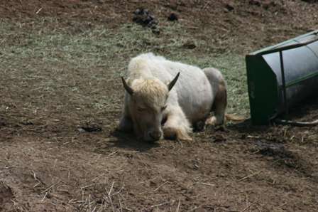 white buffalo