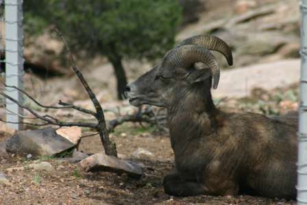 wildlife at royal gorge, bighorn sheep