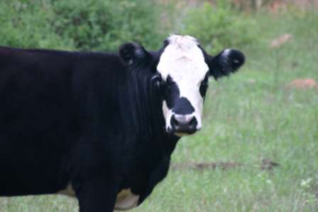 cow