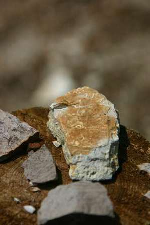 fossilized rock, Florissant Fossil Beds National Monument